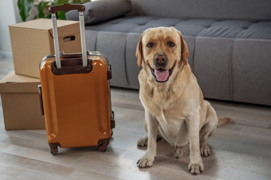 Moving With Pets | Michael Azzam | Cleveland Realtor | The Azzam Group at RE/MAX Haven Realty