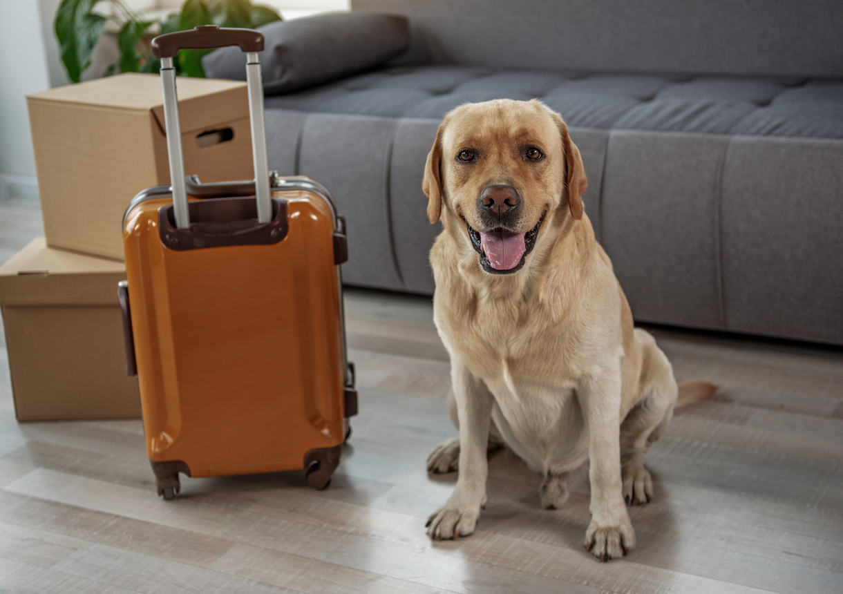 Moving With Pets | Michael Azzam | Cleveland Realtor | The Azzam Group at RE/MAX Haven Realty